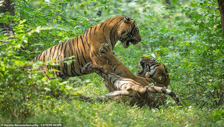 बाघको लडाइँ : एक पटक हारेपछि सकियो !